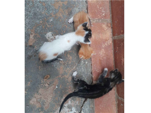 Gato para adoção Ambos Pequeno Abaixo de 2 meses