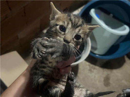 Gato para adoção Macho Pequeno 2 a 6 meses