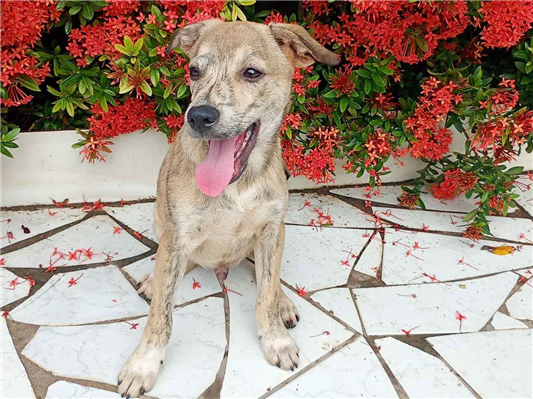 Cachorro cão para adoção Macho Médio  2 a 6 meses 