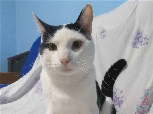 Gato para adoção Macho Médio 1 ano