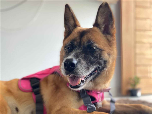 Cachorro cão para adoção Fêmea Médio  5 anos 