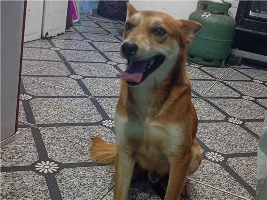 Cachorro cão para adoção Macho Médio  3 anos 