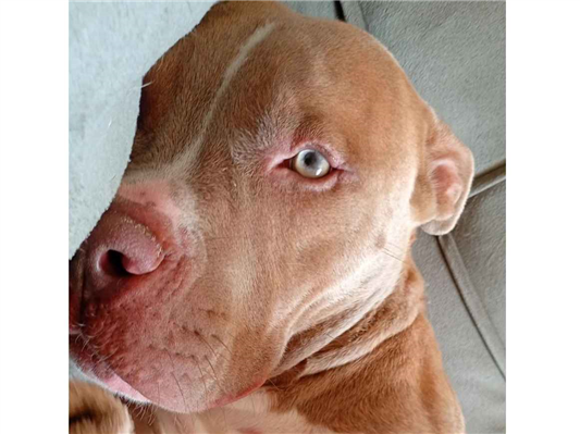 Cachorro cão para adoção Macho Médio  7 a 11 meses 