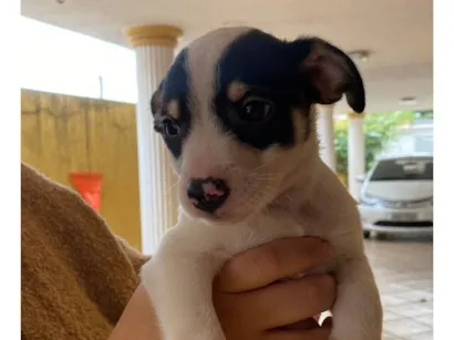 Cao SRD-ViraLata Pequeno 2-a-6-meses