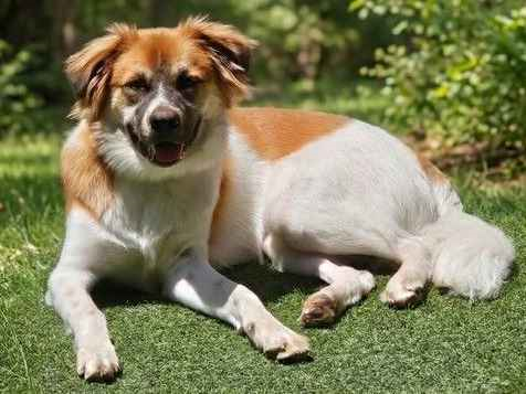 Cachorro cão para adoção Macho Médio  1 ano 