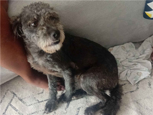 Cachorro cão para adoção Macho Grande 1 ano 