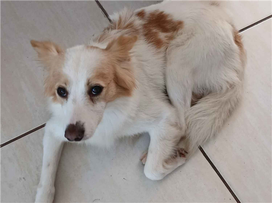 Cachorro cão para adoção Macho Médio  5 anos 
