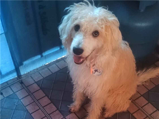 Cachorro cão para adoção Macho Médio  1 ano 