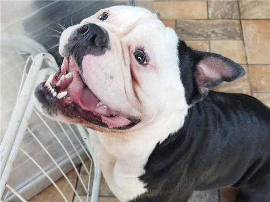 Cachorro cão para adoção Macho Grande Abaixo de 2 meses 