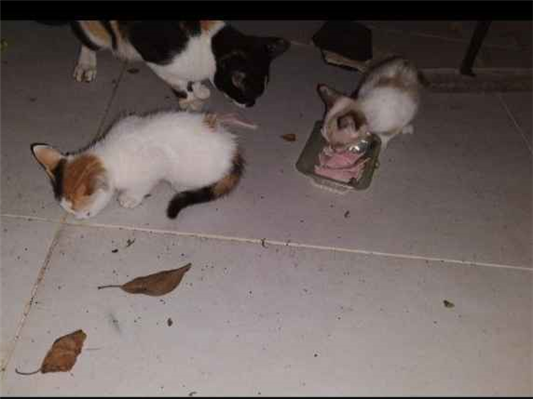 Gato para adoção Ambos Pequeno 2 a 6 meses