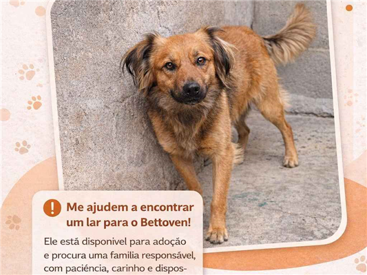 Cachorro cão para adoção Macho Médio  3 anos 