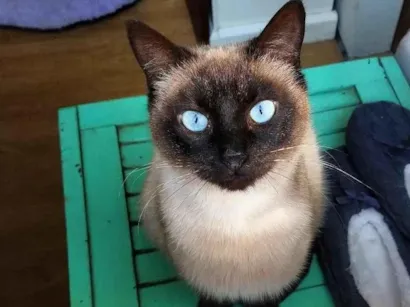 Gato Siamês Pequeno 7-a-11-meses