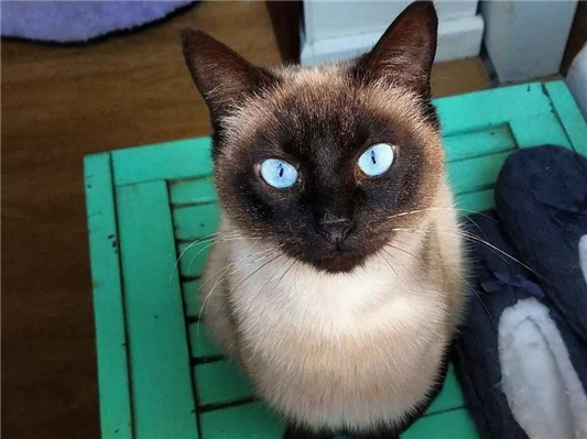 Gato para adoção Macho Pequeno 7 a 11 meses