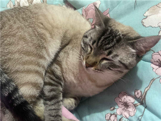 Gato Procura-Perdido Fêmea Médio 2 anos 