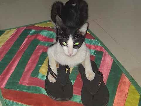 Gato Procura-Perdido Macho Pequeno 2 anos 
