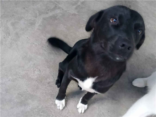 Cachorro cão para adoção Macho Médio  7 a 11 meses 
