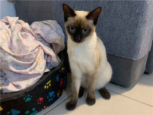 Gato para adoção Fêmea Pequeno 2 a 6 meses