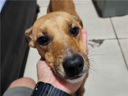 Cachorro cão para adoção Fêmea Médio  1 ano 