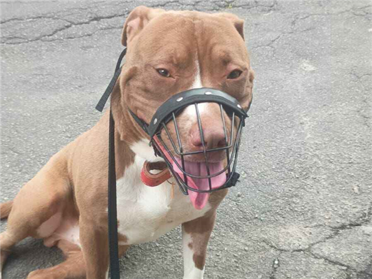 Cachorro cão para adoção Macho Médio  1 ano 