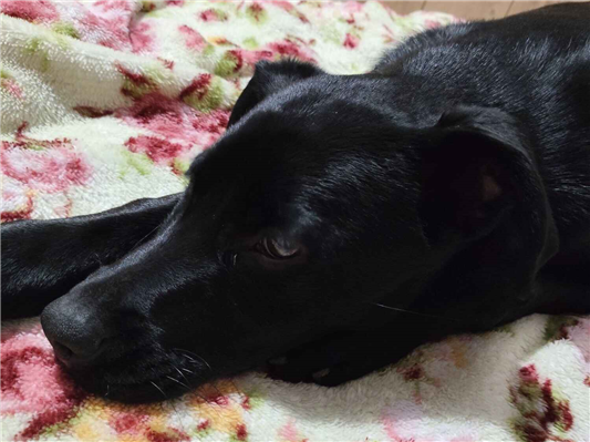 Cachorro cão para adoção Fêmea Médio  7 a 11 meses 