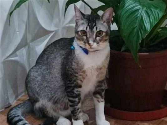 Gato para adoção Macho Médio 3 anos