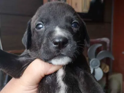 Cao SRD-ViraLata Medio Abaixo-de-2-meses