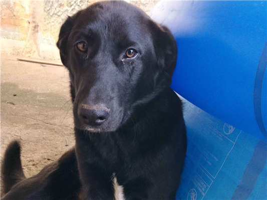 Cachorro cão para adoção Macho Grande 1 ano 