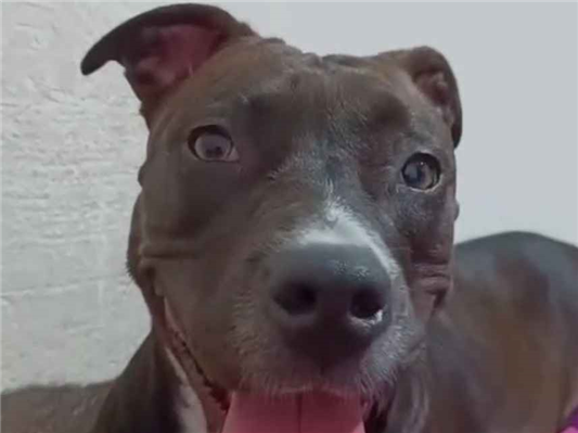 Cachorro cão para adoção Fêmea Médio  4 anos 