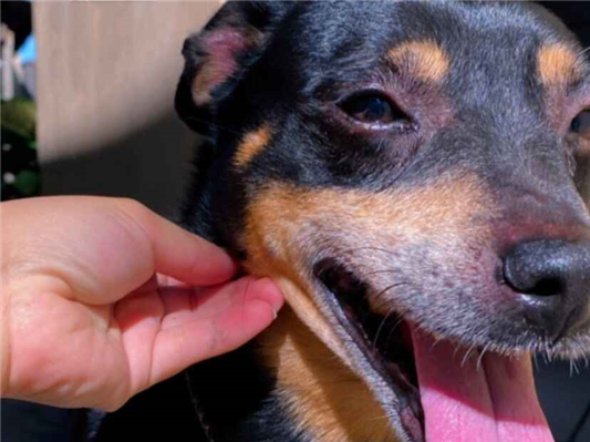 Cachorro cão para adoção Macho Médio  6 anos Acima 