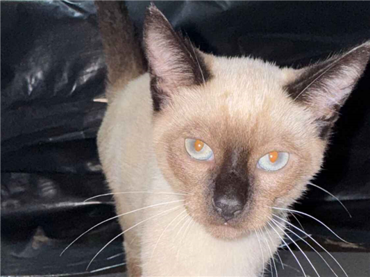 Gato para adoção Ambos Pequeno 2 a 6 meses