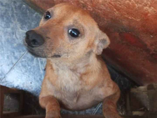 Cachorro cão para adoção Macho Pequeno 1 ano 