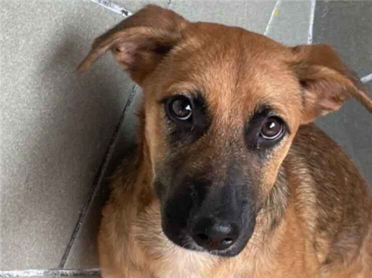 Cachorro cão para adoção Fêmea Médio  2 a 6 meses 