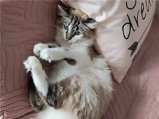 Gato Procura-Perdido Fêmea Médio 2 anos 