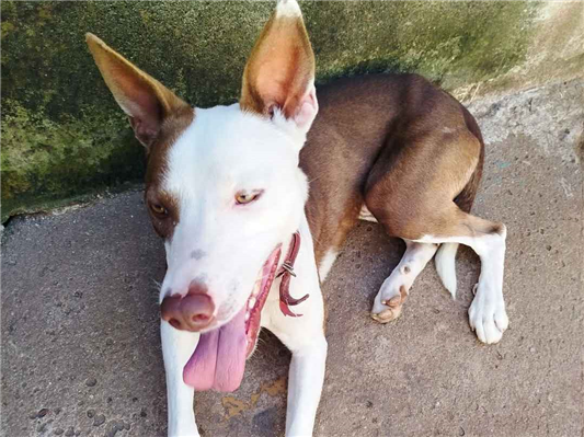 Cachorro cão para adoção Macho Grande 2 anos 