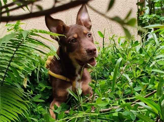 Cachorro cão para adoção Macho Médio  2 a 6 meses 