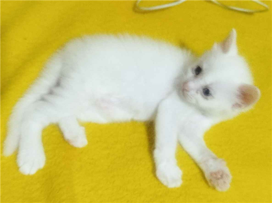 Gato para adoção Fêmea Pequeno 2 a 6 meses