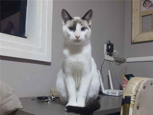 Gato Procura-Perdido Macho Médio 1 ano 