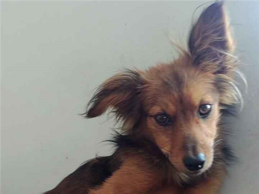 Cachorro cão para adoção Macho Pequeno 2 anos 