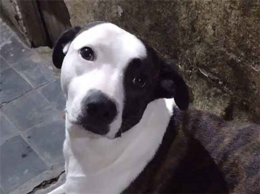 Cachorro cão para adoção Fêmea Médio  2 anos 