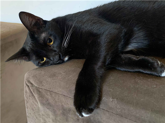 Gato para adoção Fêmea Pequeno 3 anos