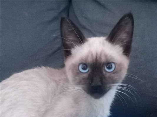 Gato para adoção Macho Pequeno 2 a 6 meses