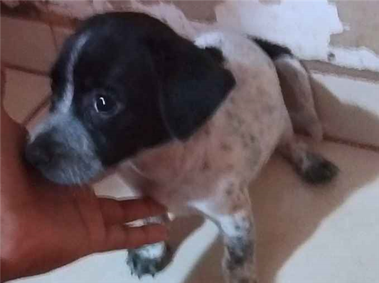 Cachorro cão para adoção Ambos Médio  Abaixo de 2 meses 