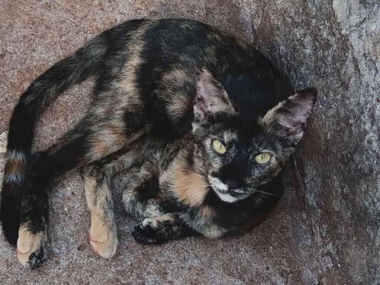 Gato para adoção Fêmea Médio 2 a 6 meses