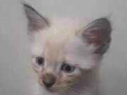 Gato para adoção Ambos Pequeno Abaixo de 2 meses