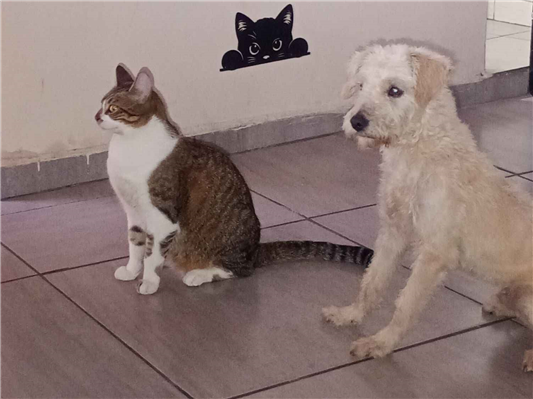 Cachorro cão para adoção Macho Médio  3 anos 