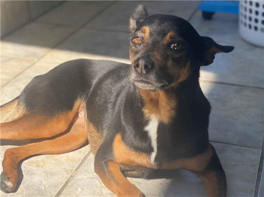 Cachorro cão para adoção Fêmea Médio  6 anos Acima 