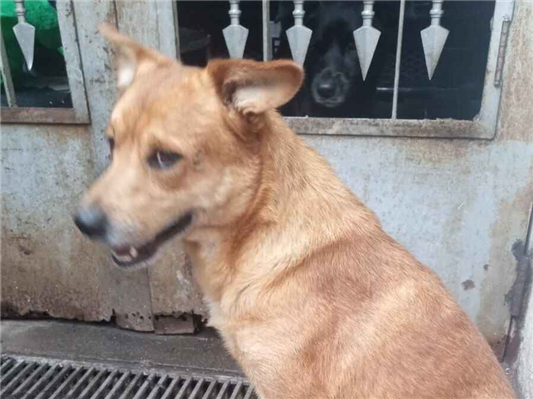 Cachorro cão para adoção Macho Médio  3 anos 