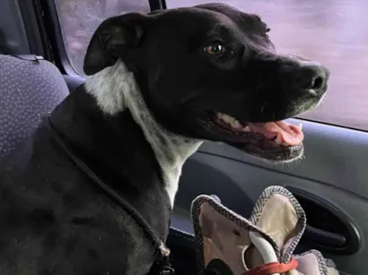 Cao Pit-Bull Medio 1-ano