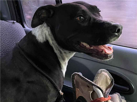 Cachorro cão para adoção Fêmea Médio  1 ano 