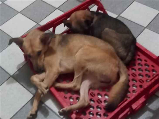 Cachorro cão para adoção Ambos Médio  4 anos 